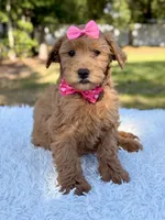 Melody - Mini , a female Miniature Goldendoodle for sale in Frostproof, FL – 7 of 9