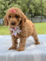 Treasure - F1b Mini Goldendoodle Female , a female Miniature Goldendoodle for sale in Frostproof, FL – 2 of 10