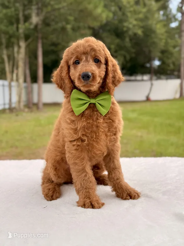 Harry - Medium Goldendoodle male  – Goldendoodle, Miniature Goldendoodle puppy for sale in Frostproof, FL