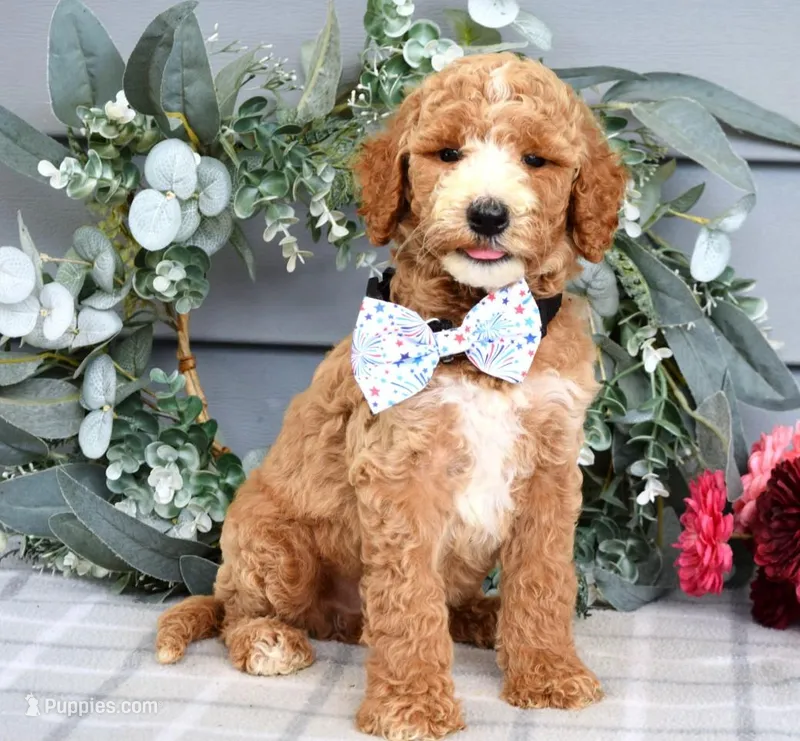 Billy - F1bb Standard Goldendoodle  – Goldendoodle puppy for sale in Frostproof, FL