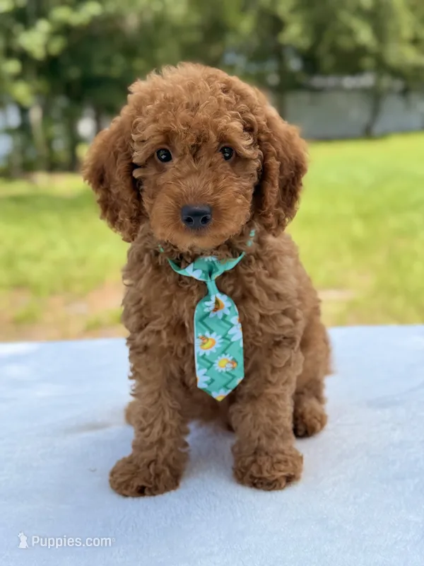 Thiago - F1b Mini Goldendoodle  – Miniature Goldendoodle puppy for sale in Frostproof, FL