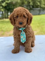 Thiago - F1b Mini Goldendoodle , a male Miniature Goldendoodle for sale in Frostproof, FL – 1 of 10