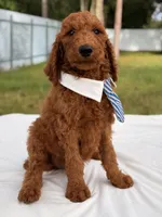 Espresso - F1b Standard Goldendoodle , a male Goldendoodle for sale in Frostproof, FL – 7 of 8