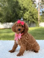 Ariel , a female Cavapoo for sale in Frostproof, FL – 7 of 10