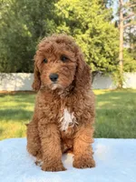 Woody, a male Miniature Goldendoodle for sale in Frostproof, FL – 5 of 7