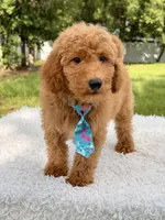 Manny , a male Miniature Goldendoodle for sale in Frostproof, FL – 7 of 10