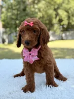 Destiny - F1b Standard Goldendoodle , a female Goldendoodle for sale in Frostproof, FL – 9 of 9