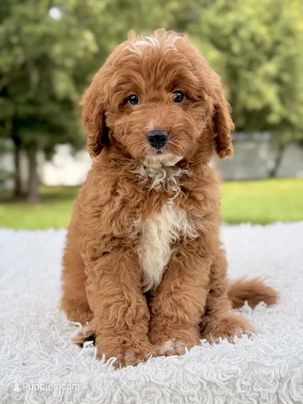 Cash - F1bb Mini Goldendoodle  – Miniature Goldendoodle puppy for sale in Frostproof, FL