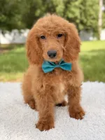 Michael , a male Miniature Goldendoodle for sale in Frostproof, FL – 4 of 8