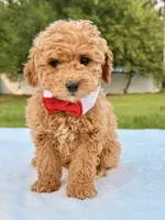 Mickey F1b - Micro / Toy, a male Miniature Goldendoodle for sale in Frostproof, FL – 1 of 8
