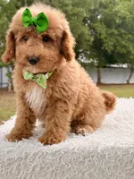 Elsa , a female Miniature Goldendoodle for sale in Frostproof, FL – 5 of 8