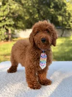 Peanut - F1bb Toy, a male Goldendoodle and Miniature Goldendoodle for sale in Frostproof, FL – 3 of 10