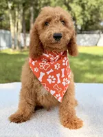 Trevor - F1b Mini Goldendoodle Male, a male Goldendoodle and Miniature Goldendoodle for sale in Frostproof, FL – 7 of 10