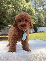 Timón - Mini F1bb, a male Miniature Goldendoodle for sale in Frostproof, FL – 8 of 10