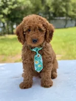 Thiago - F1b Mini Goldendoodle , a male Miniature Goldendoodle for sale in Frostproof, FL – 9 of 10