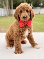 Harley - Medium Goldendoodle , a male Goldendoodle and Miniature Goldendoodle for sale in Frostproof, FL – 5 of 9
