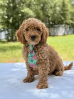 Thomas - F1b Mini Goldendoodle Male , a male Miniature Goldendoodle for sale in Frostproof, FL – 5 of 8