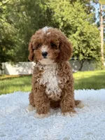 Athena , a female Cavapoo for sale in Frostproof, FL – 10 of 10