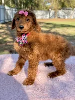 Nala , a female Goldendoodle for sale in Frostproof, FL – Photo 4 of 8