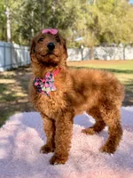 Nala , a female Goldendoodle for sale in Frostproof, FL – Photo 7 of 8