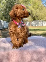 Nala , a female Goldendoodle for sale in Frostproof, FL – Photo 3 of 8