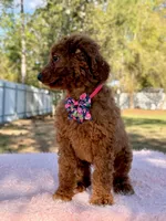 Nala , a female Goldendoodle for sale in Frostproof, FL – Photo 5 of 8