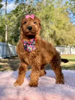Nala , a female Goldendoodle for sale in Frostproof, FL – Photo 2 of 8