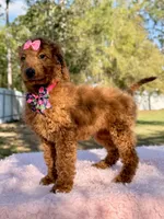 Nala , a female Goldendoodle for sale in Frostproof, FL – Photo 8 of 8