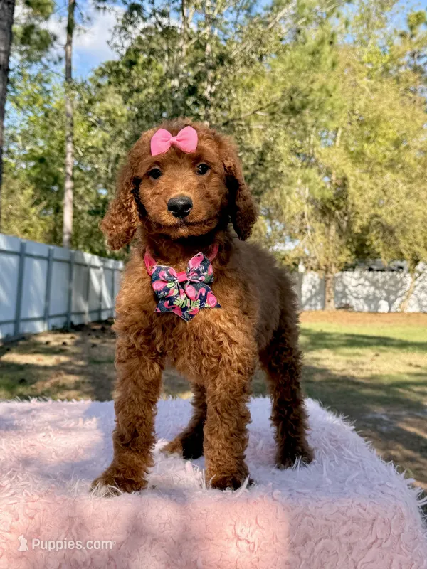 Nala  – Goldendoodle puppy for sale in Frostproof, FL