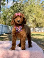 Nala , a female Goldendoodle for sale in Frostproof, FL – Photo 1 of 8