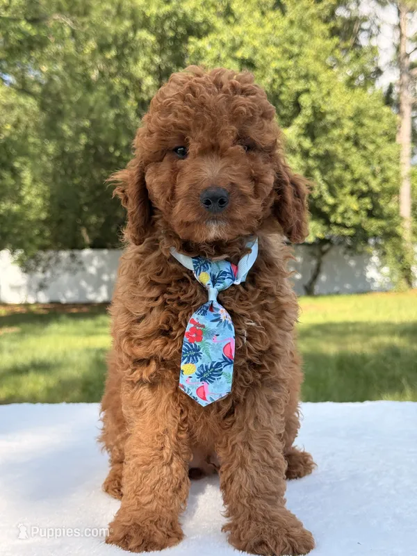 Simba - Mini – Miniature Goldendoodle puppy for sale in Frostproof, FL