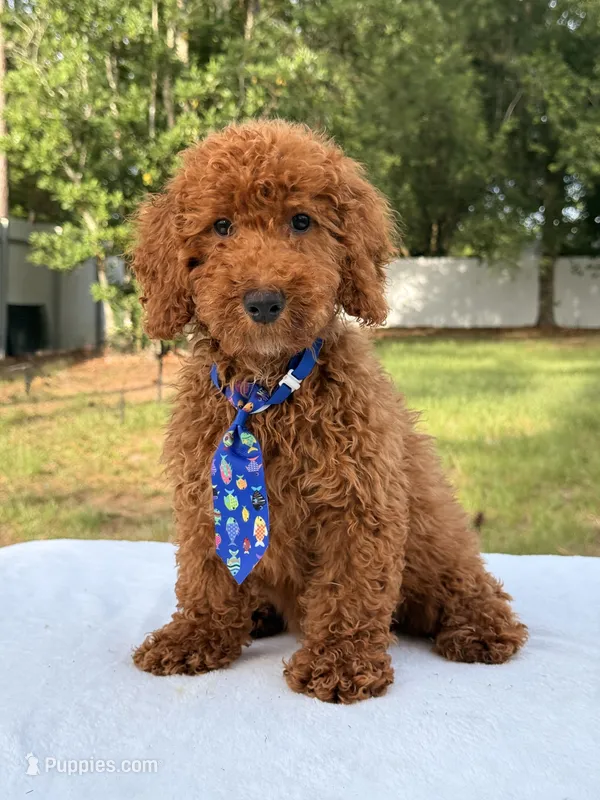 Peanut - Toy – Miniature Goldendoodle puppy for sale in Frostproof, FL
