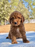 Billy - Mini , a male Miniature Goldendoodle for sale in Frostproof, FL – Photo 3 of 9