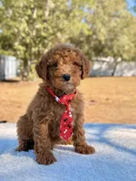 Billy - Mini , a male Miniature Goldendoodle for sale in Frostproof, FL – Photo 6 of 9