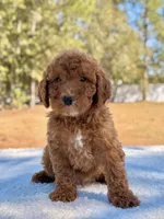 Billy - Mini , a male Miniature Goldendoodle for sale in Frostproof, FL – Photo 4 of 9