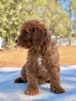 Billy - Mini , a male Miniature Goldendoodle for sale in Frostproof, FL – Photo 8 of 9