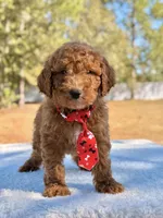 Billy - Mini , a male Miniature Goldendoodle for sale in Frostproof, FL – Photo 5 of 9