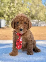 Billy - Mini , a male Miniature Goldendoodle for sale in Frostproof, FL – Photo 1 of 9