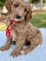 Adam - Medium , a male Goldendoodle for sale in Frostproof, FL – Photo 2 of 9