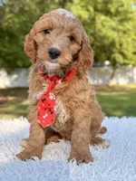 Adam - Medium , a male Goldendoodle for sale in Frostproof, FL – Photo 6 of 9