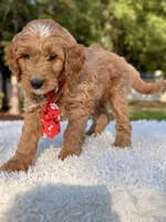 Adam - Medium , a male Goldendoodle for sale in Frostproof, FL – Photo 7 of 9