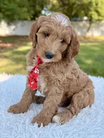Adam - Medium , a male Goldendoodle for sale in Frostproof, FL – Photo 3 of 9