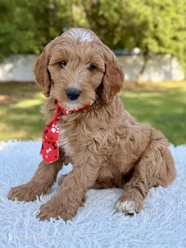 Adam - Medium  – Goldendoodle puppy for sale in Frostproof, FL