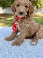 Adam - Medium , a male Goldendoodle for sale in Frostproof, FL – Photo 5 of 9