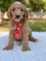 Adam - Medium , a male Goldendoodle for sale in Frostproof, FL – Photo 4 of 9