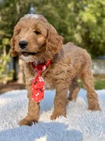 Adam - Medium , a male Goldendoodle for sale in Frostproof, FL – Photo 8 of 9