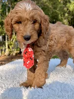 Adam - Medium , a male Goldendoodle for sale in Frostproof, FL – Photo 9 of 9