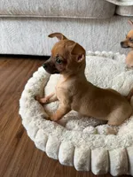 lili, a female Chihuahua for sale in Spring, TX – Photo 4 of 4