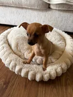 lili, a female Chihuahua for sale in Spring, TX – Photo 2 of 4