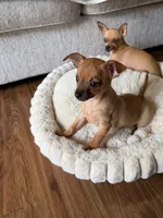 lili, a female Chihuahua for sale in Spring, TX – Photo 3 of 4